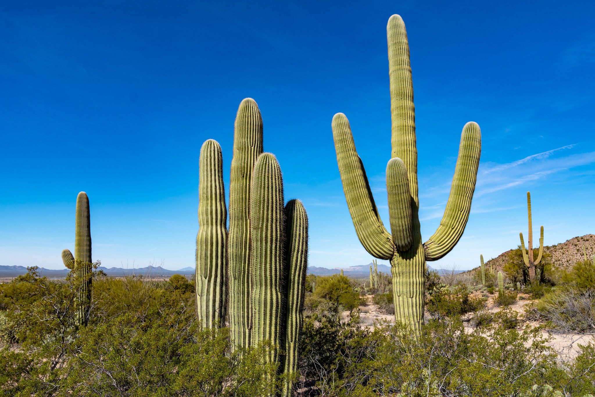 Saguaro Cactus Arms