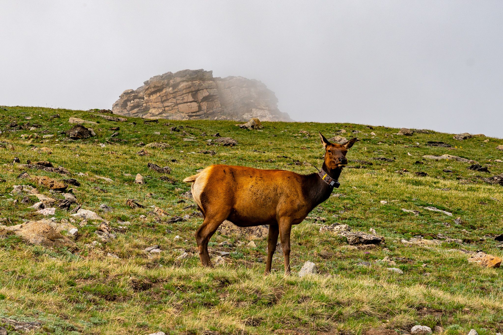 Elk Cow