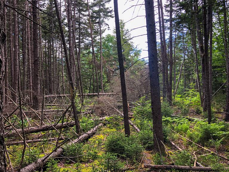 Clearing Trees Before