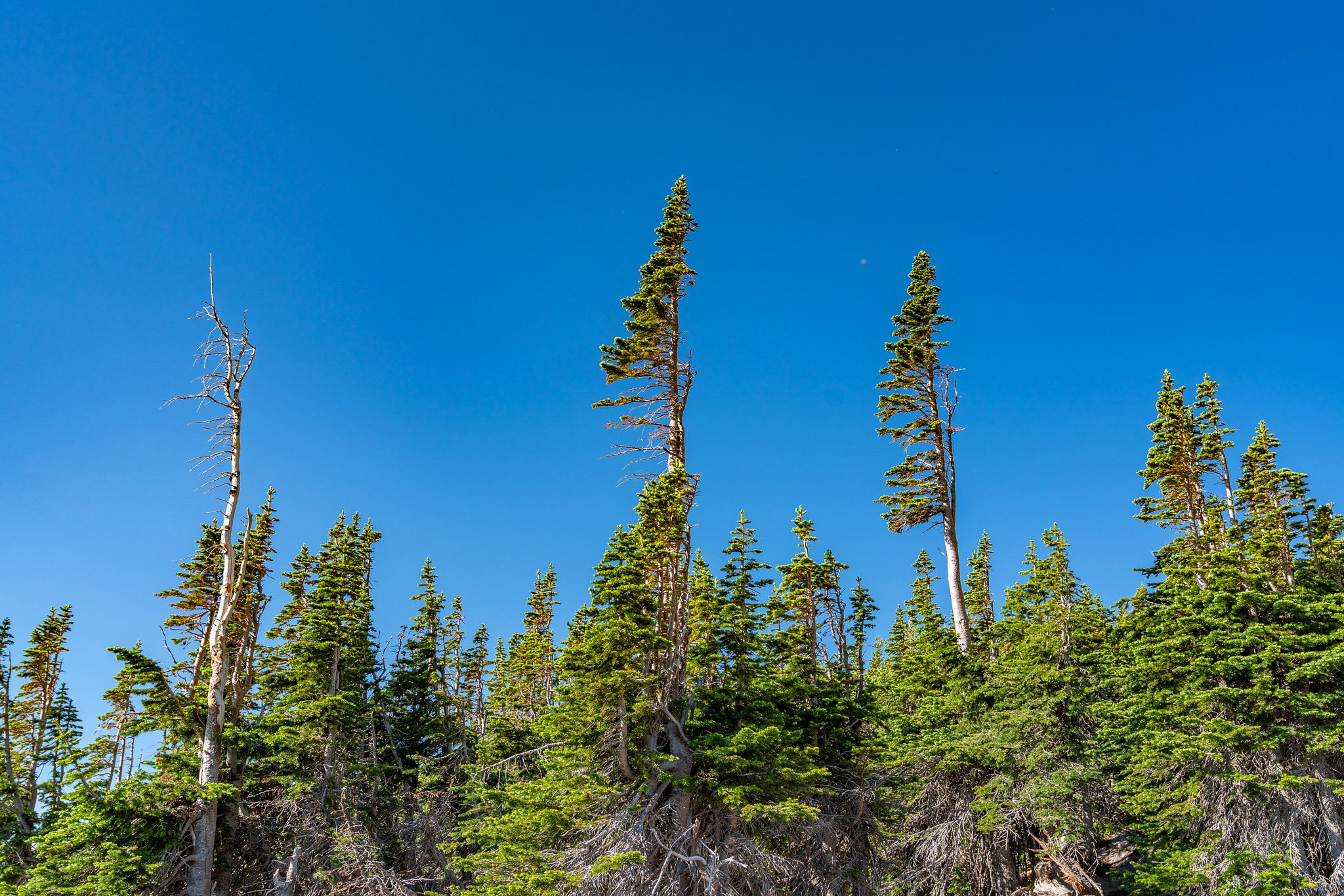 Banner Trees