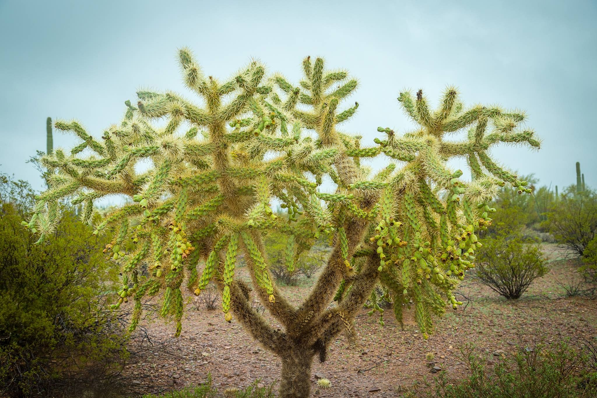 Teddy Bear Cholla Cactus