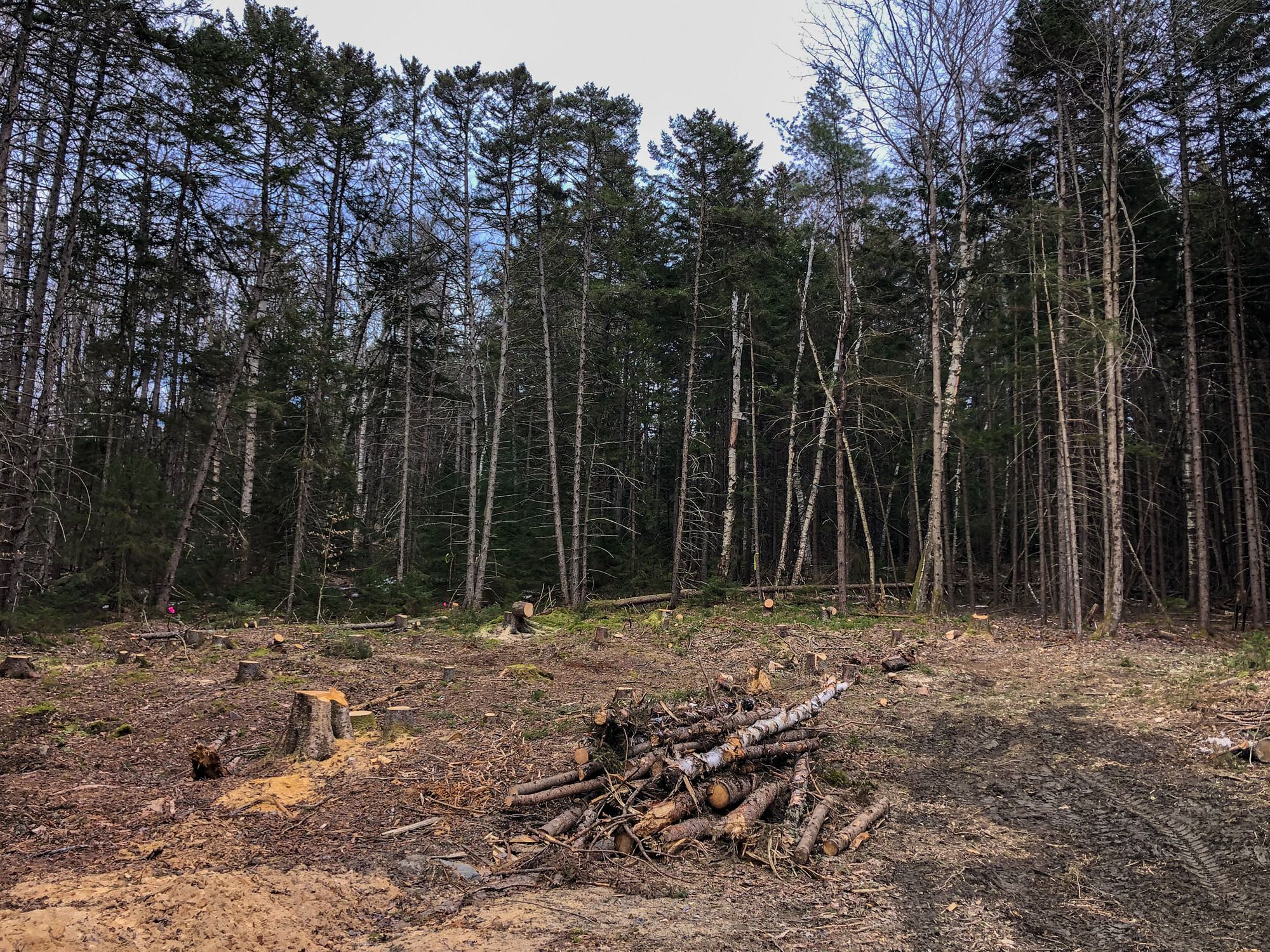 Tree Clearing Vermont