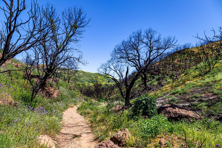 Trees Burned in Woolsey Fire