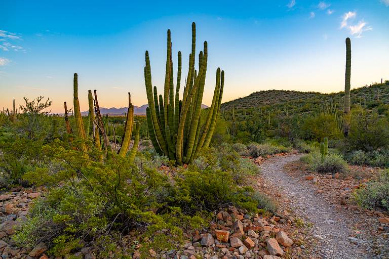 Organ Pipe Cactus National Monument