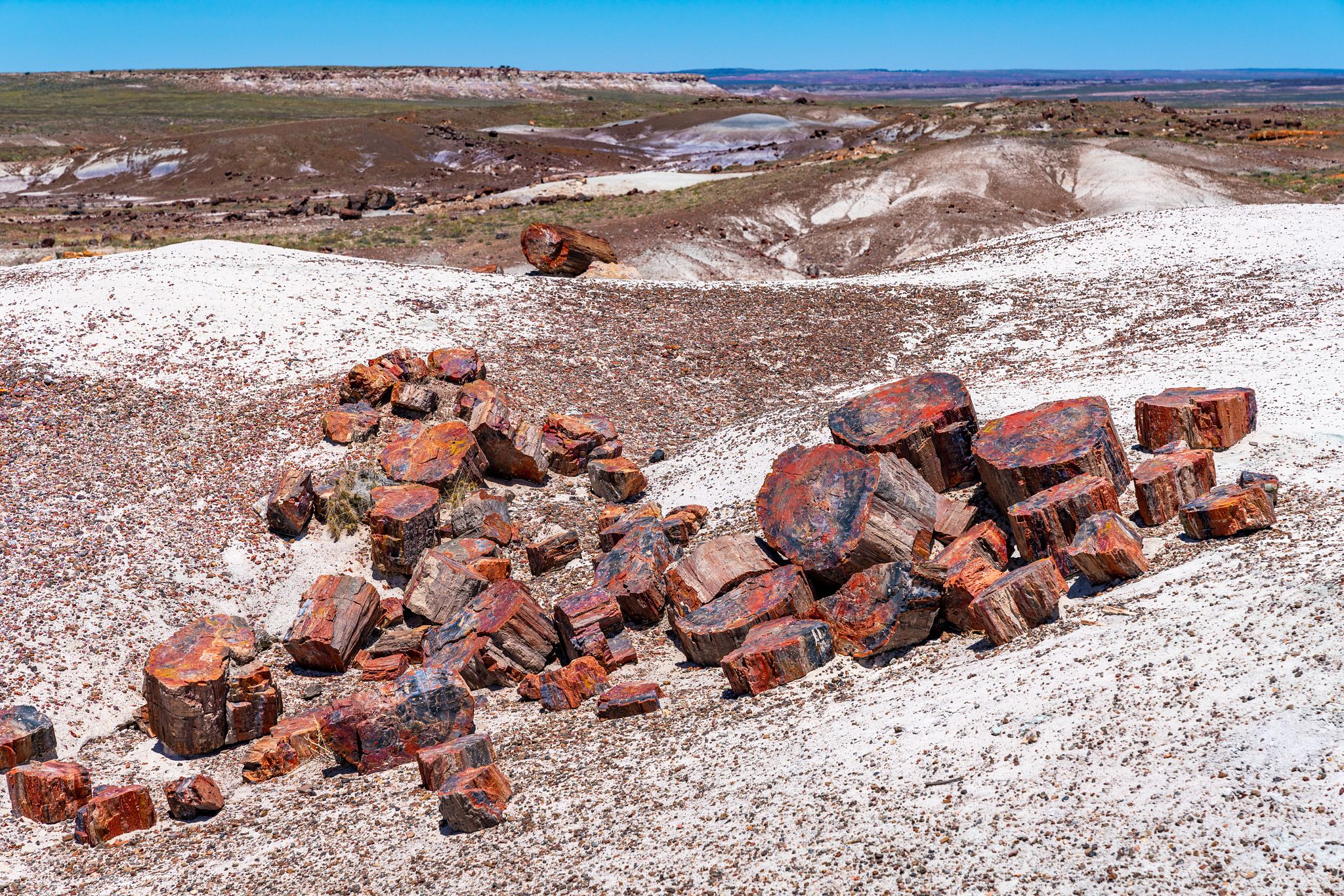 Petrified Wood Logs