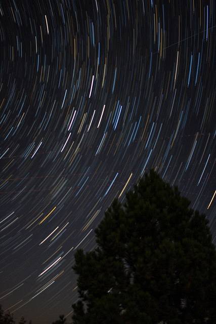 Star trails with a tree in a foreground