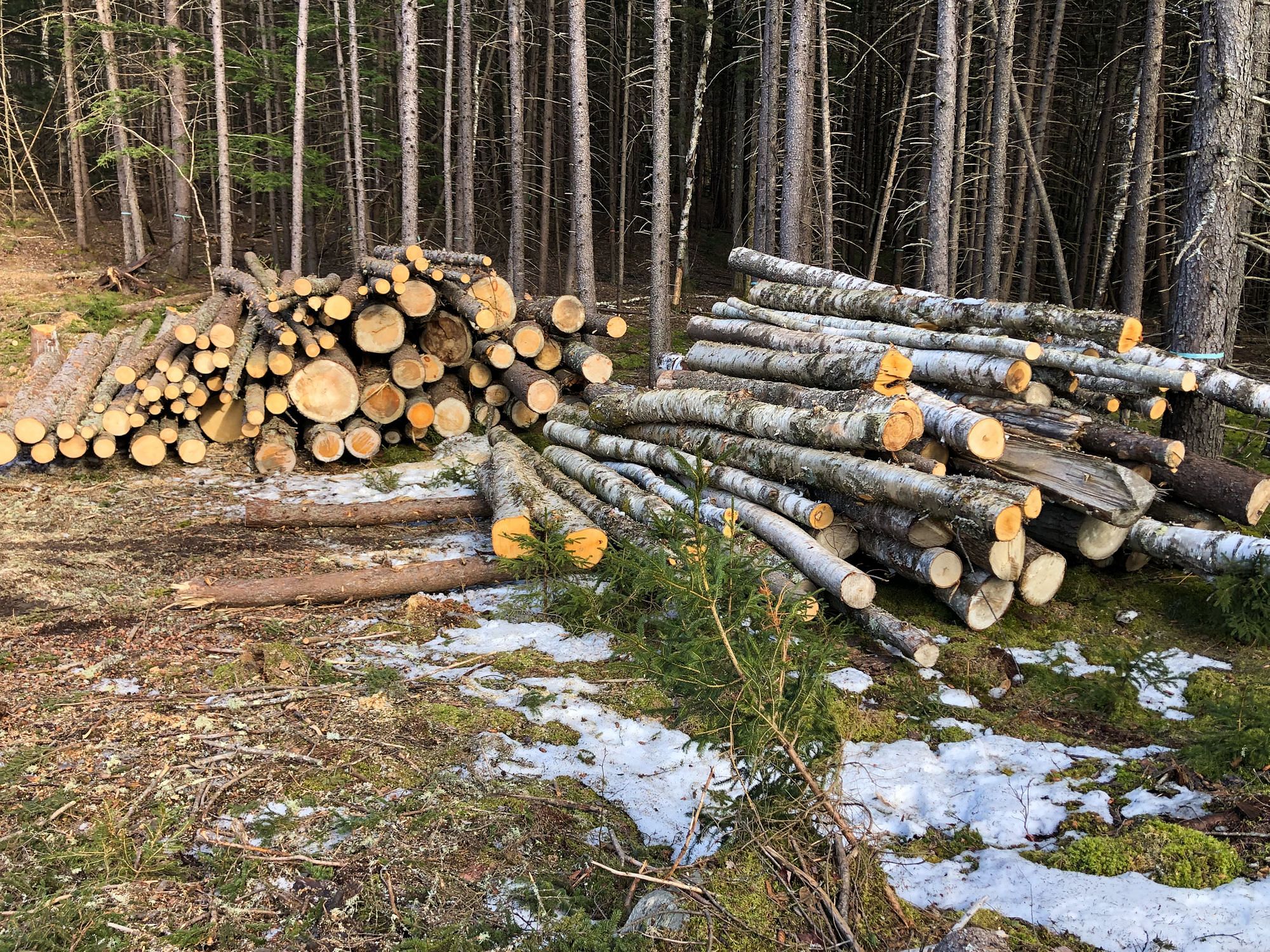 Log Pile Tree Clearing