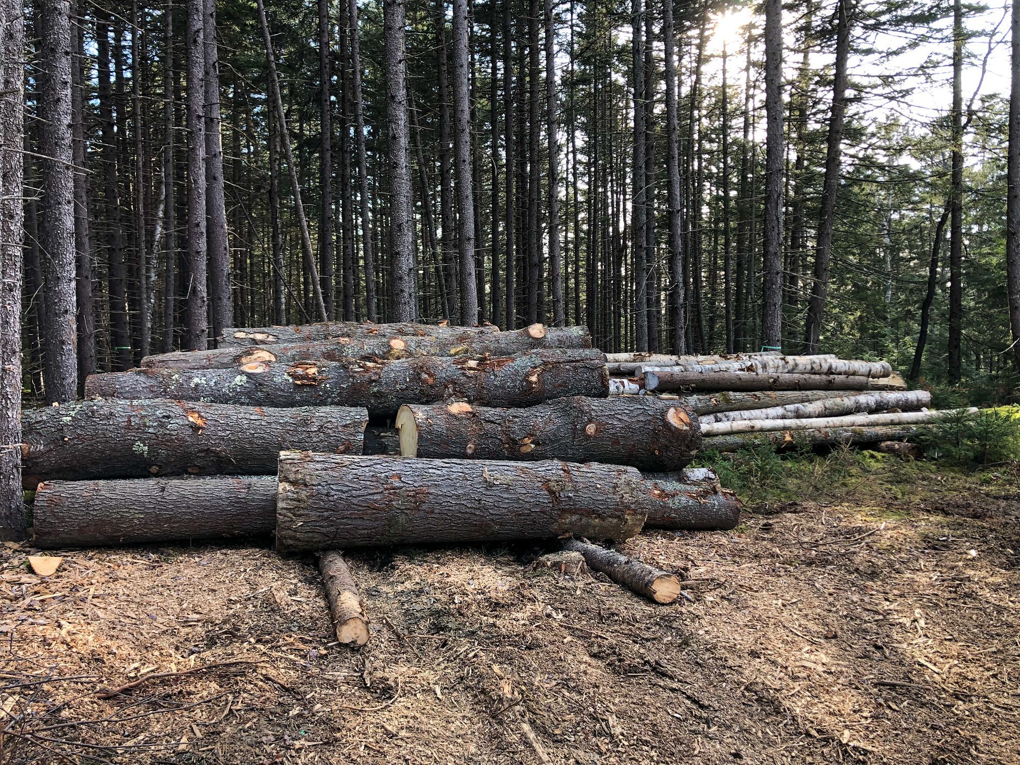 Pine Log Pile