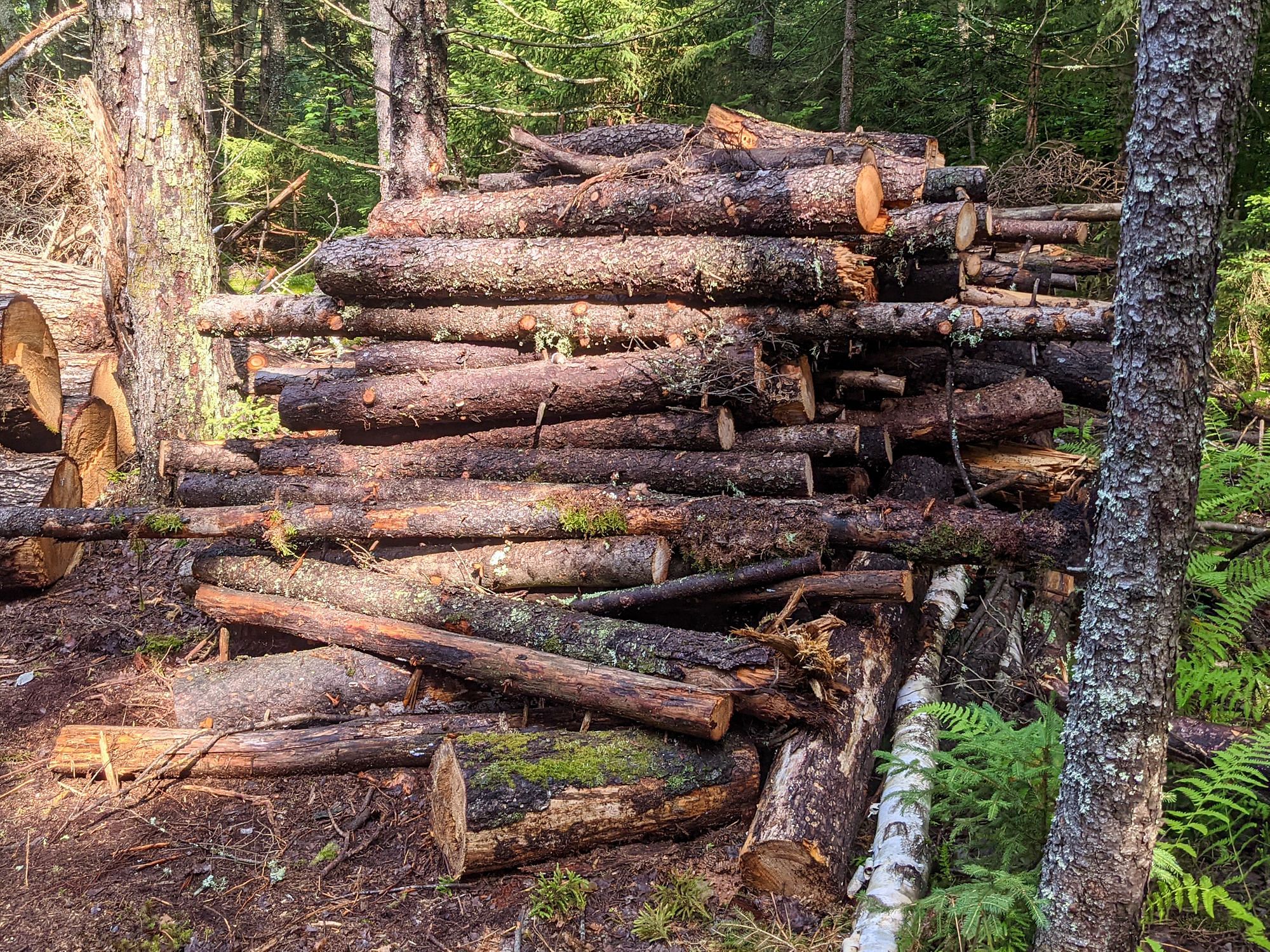 Pile of Logs