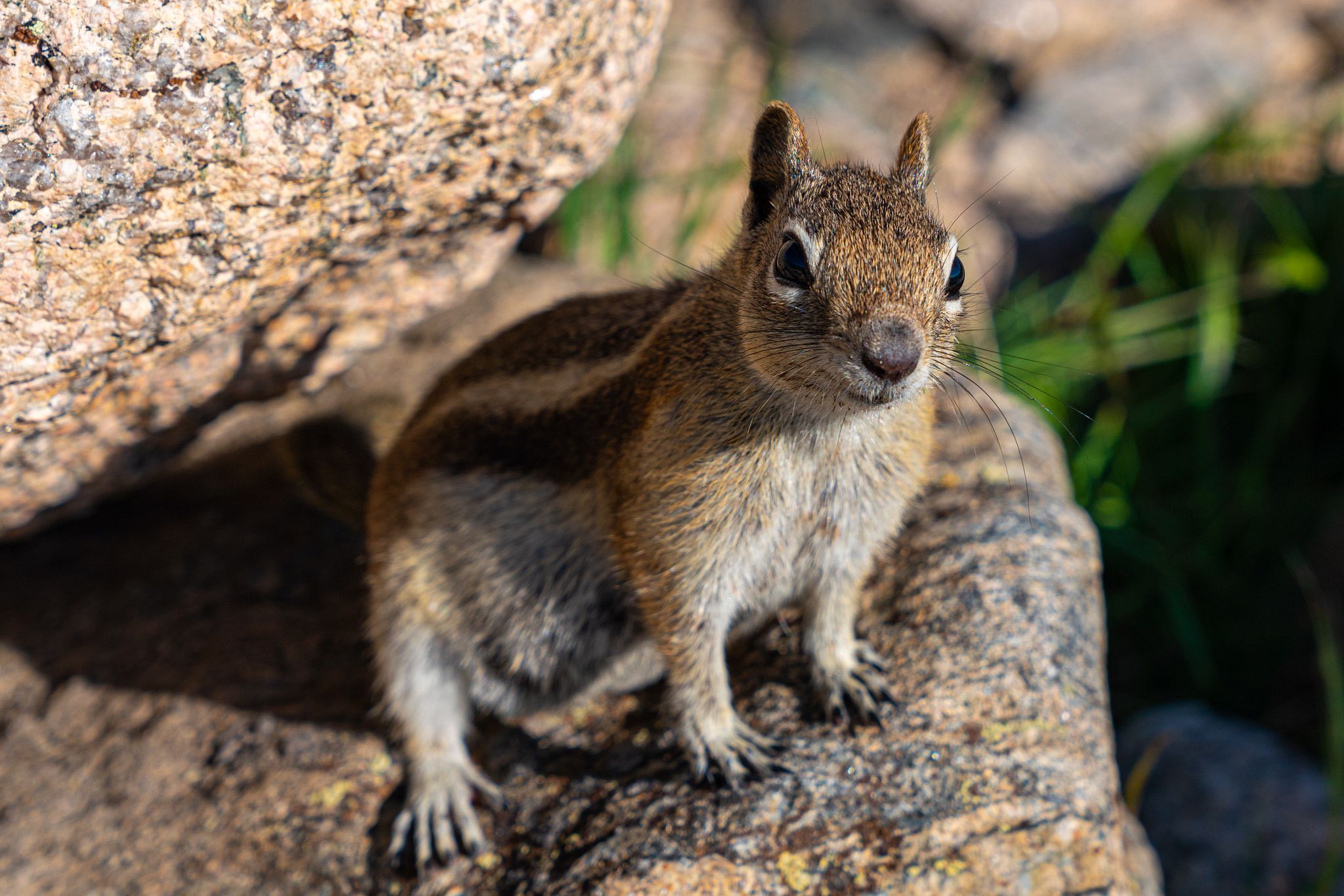 Pika