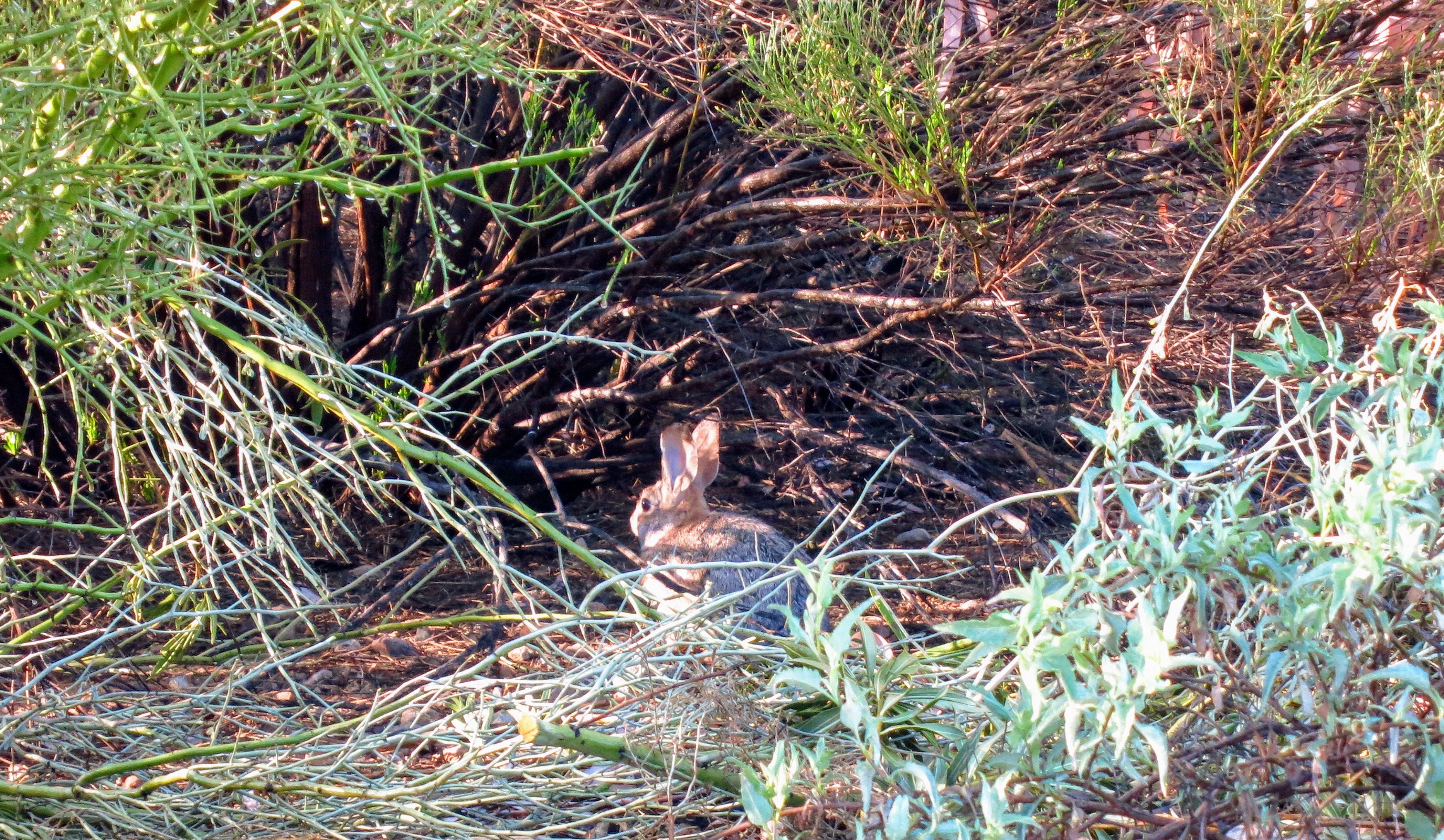 Bunny sitting in the bushes