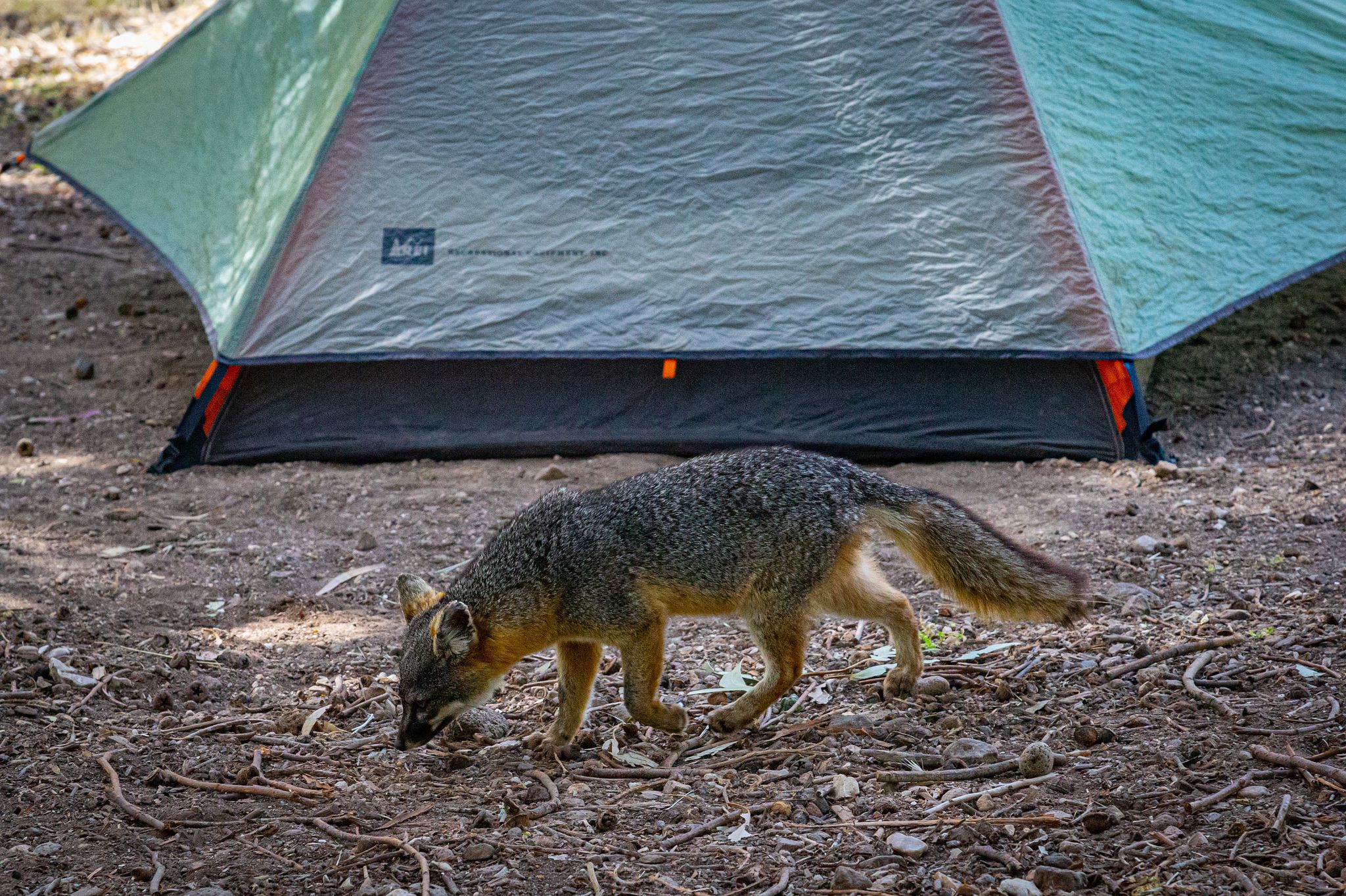 Island Fox near Tent