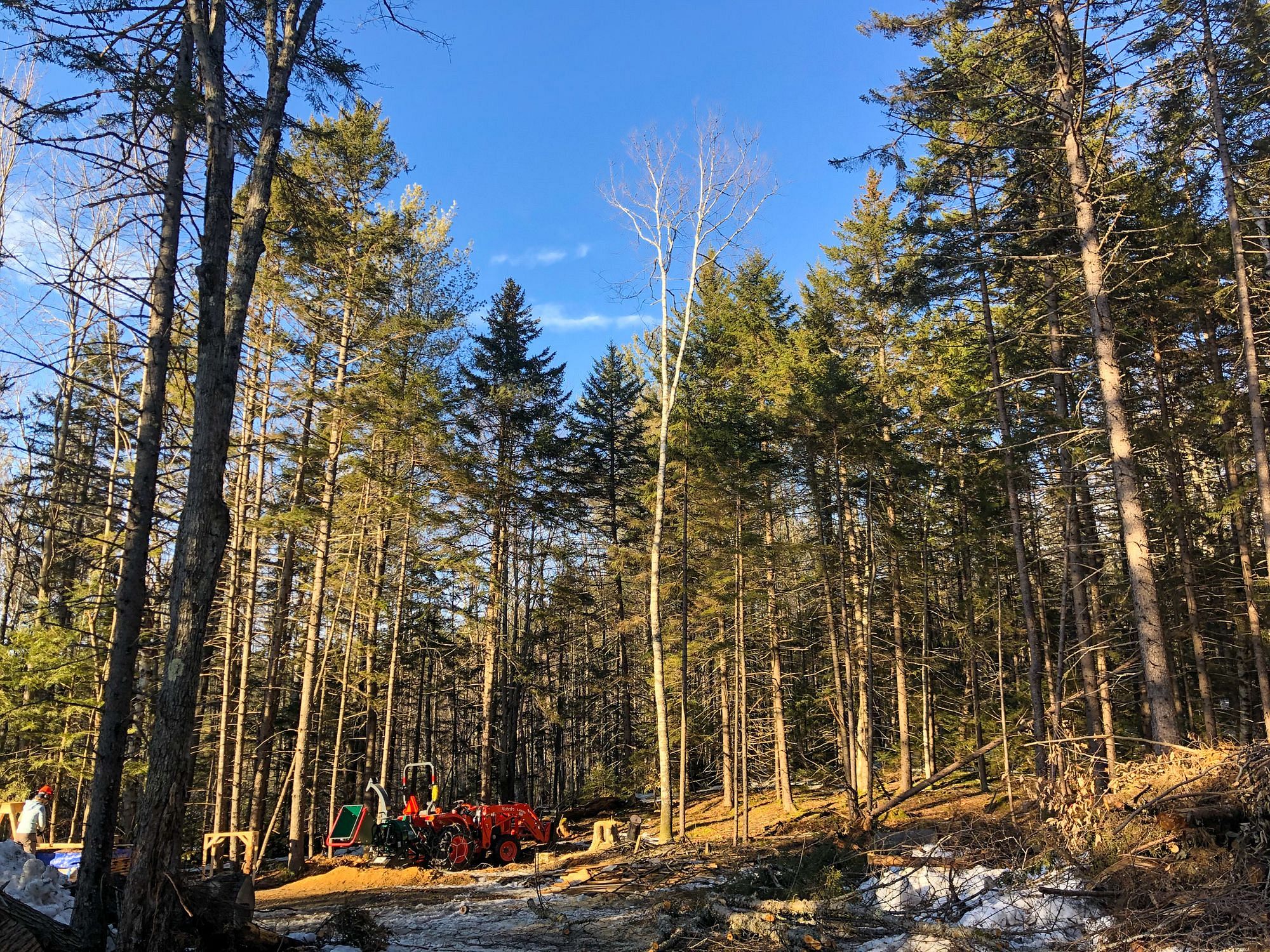 Birch Tree Felling