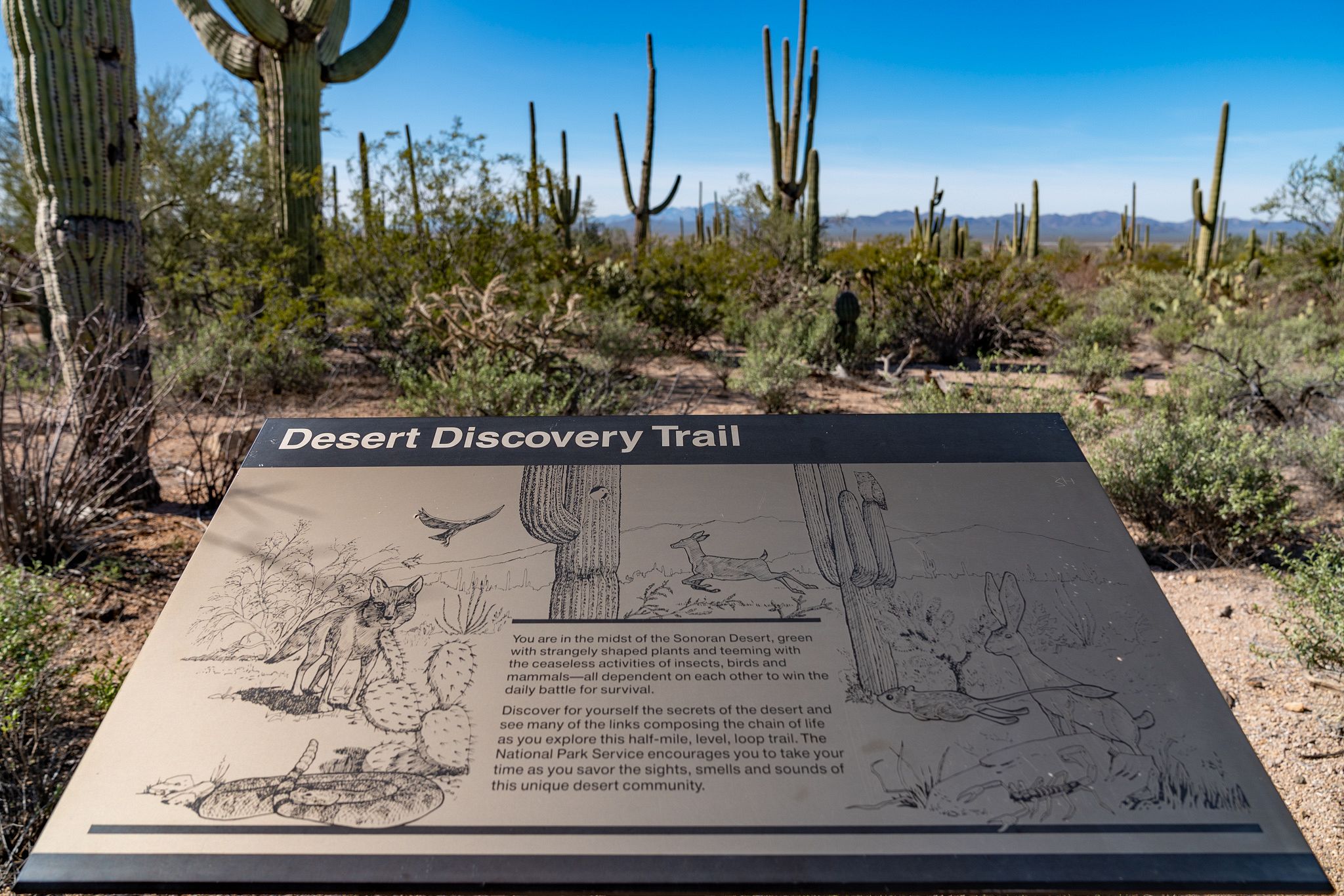 Desert Discovery Trail