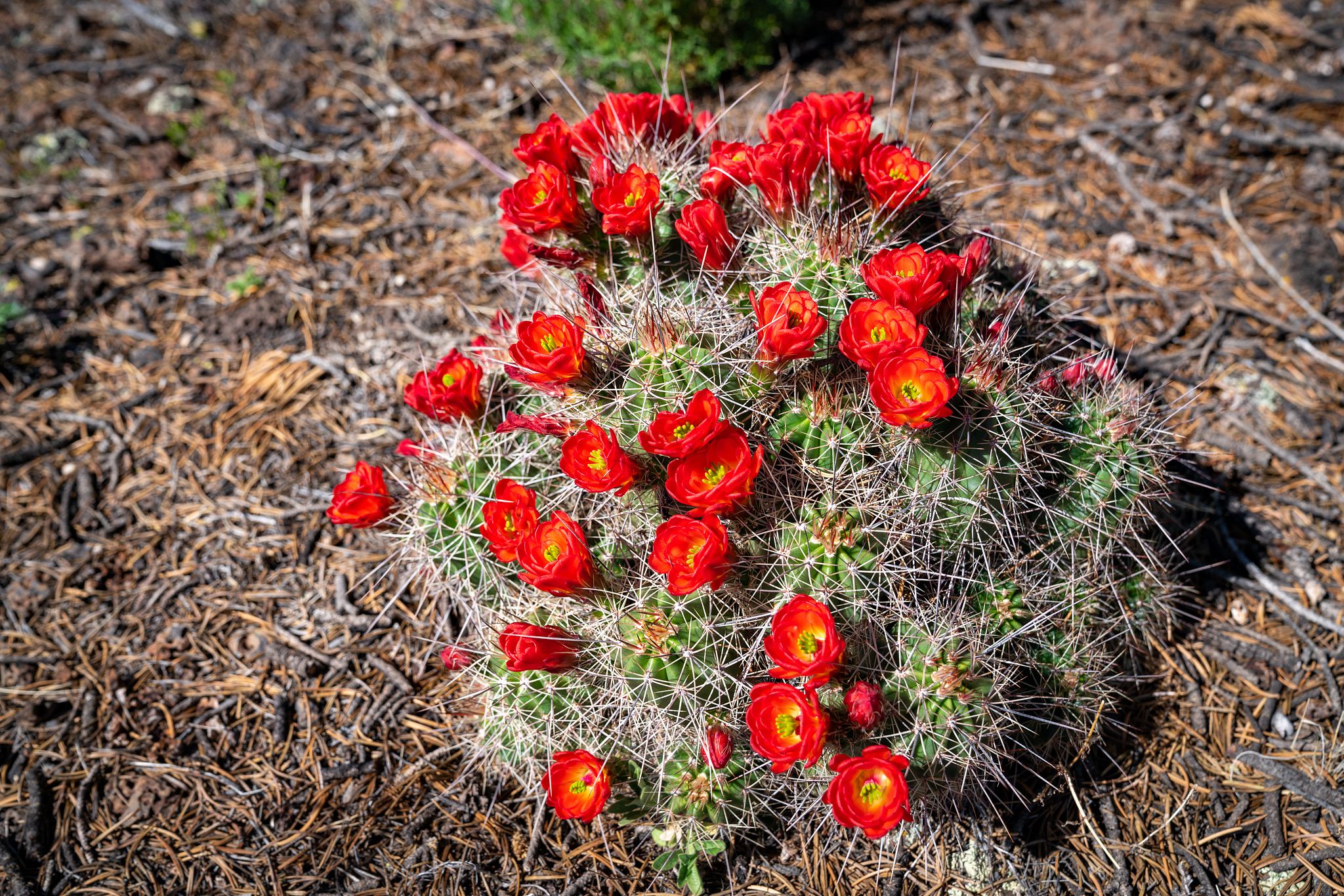 Claret Cup Cacti