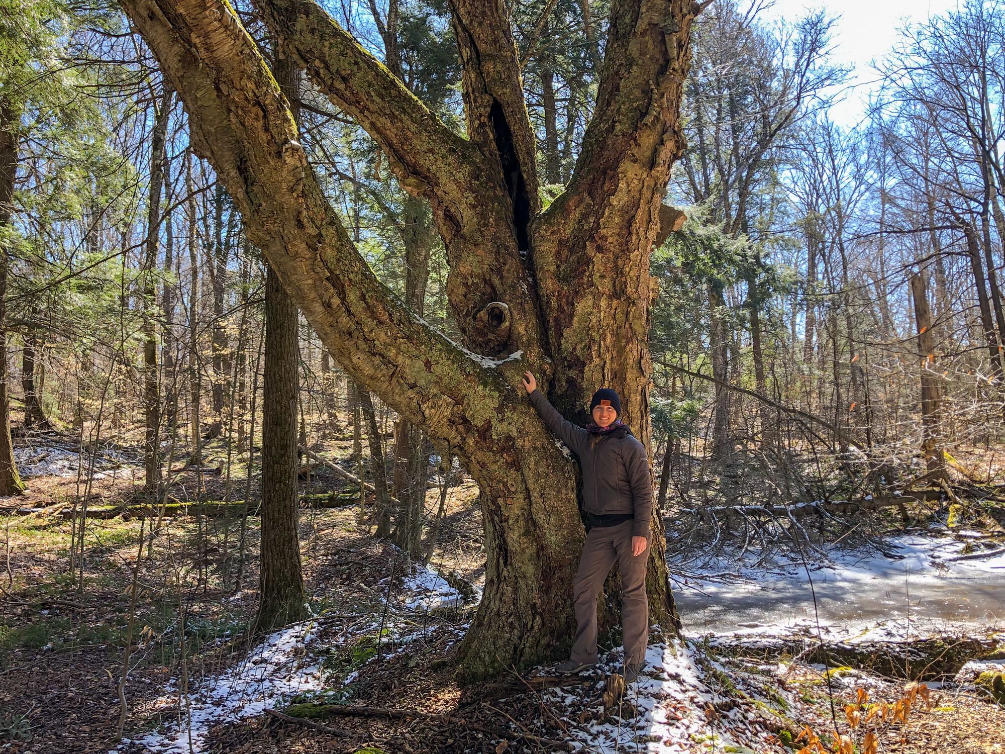 Massive Birch Tree