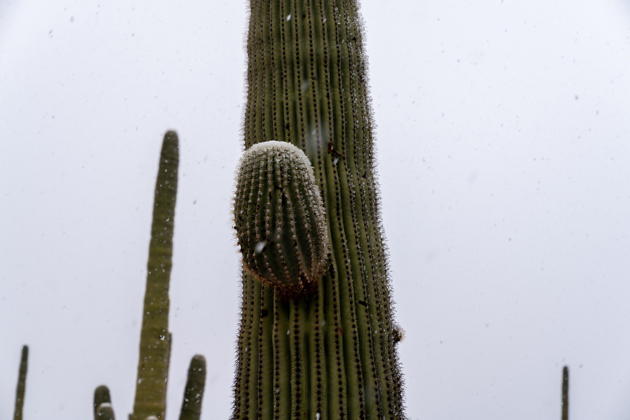 Saguaro in Snow