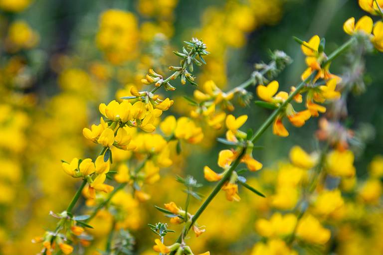 Black Mustard