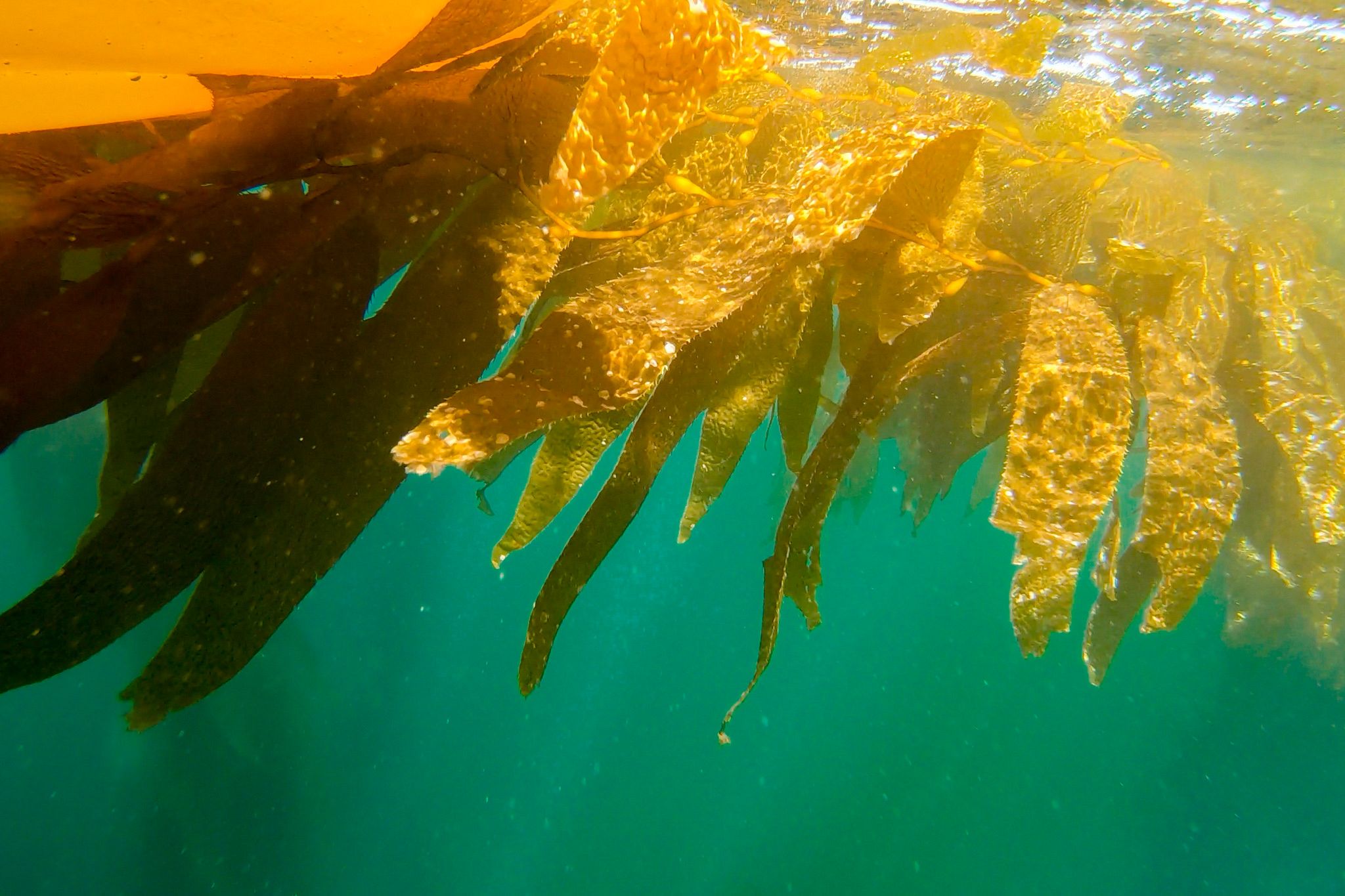 Channel Islands Kelp