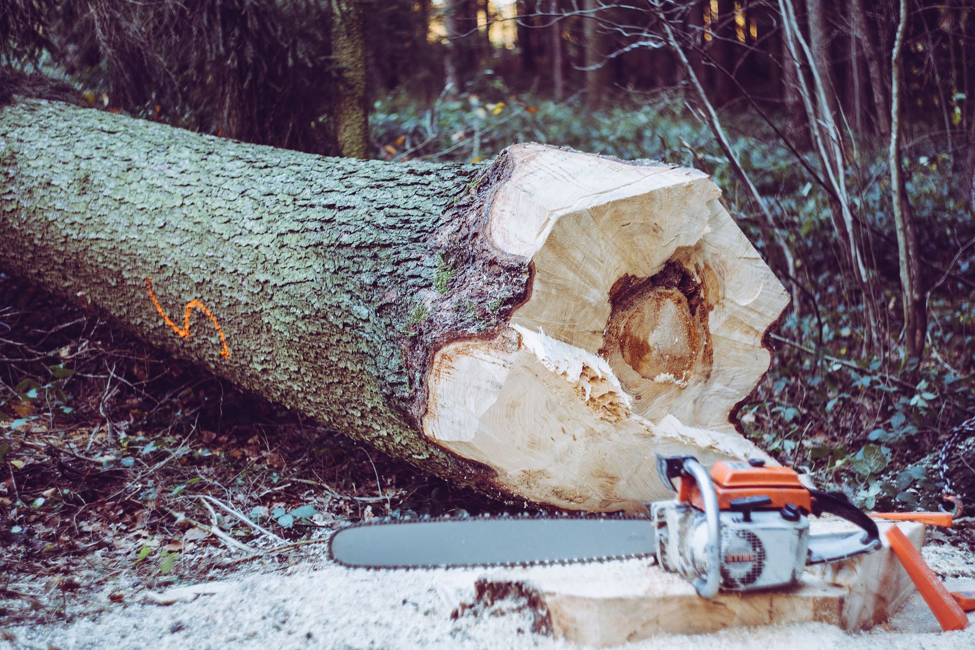 Level 2 Chainsaw Training Course -Arbotrim Training