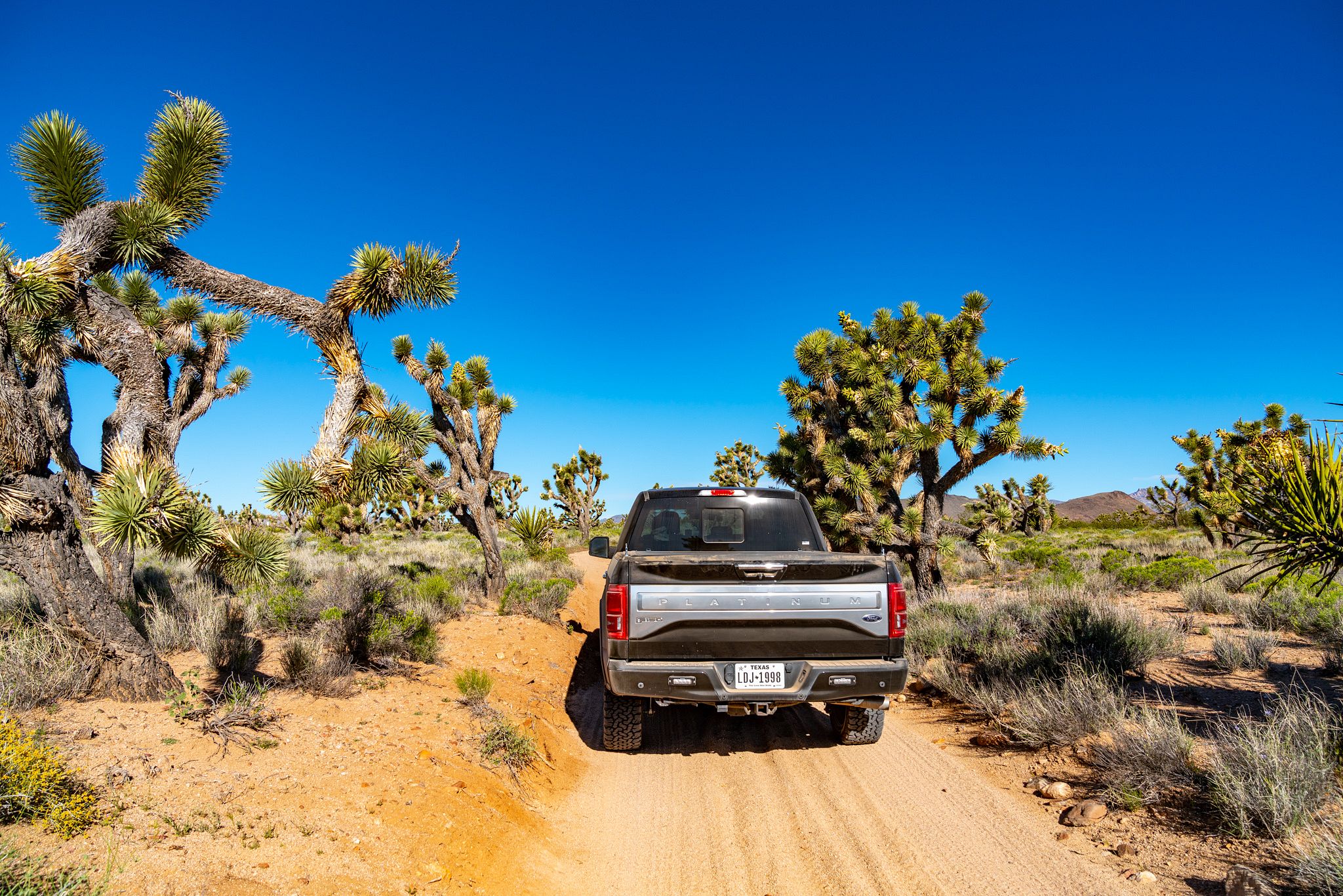 Joshua Trees alongisde Mojave Road
