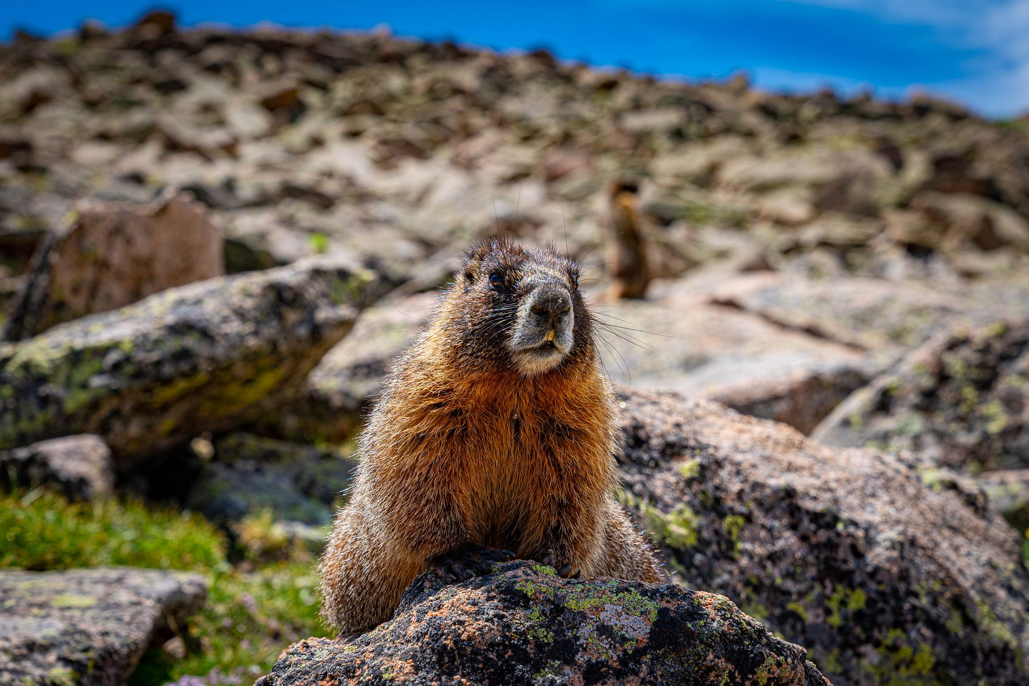 Yellow-Bellied Marmot